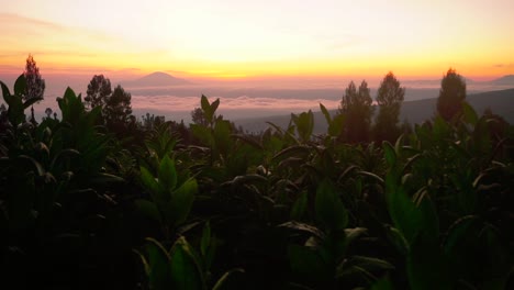 Tobacco-plant-silhouette-in-front-of-golden-cloudescape-at-golden-sunrise---Mountain-peak-in-background-early-in-the-morning