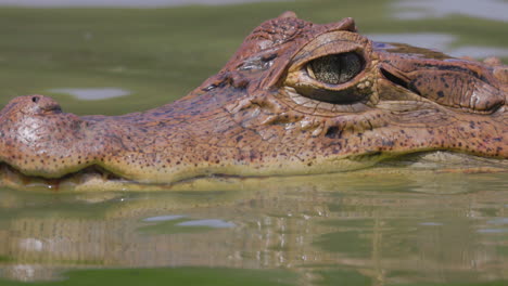 Ein-Alligator,-Der-Auf-Der-Oberfläche-Des-Großen-Laguna-Teichs-Auf-Der-Insel-San-Andres-In-Kolumbien-Schwimmt