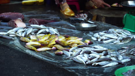 Small-colorful-fish-being-sold-at-Saigon-Market,-Ho-chi-minh,-Vietnam