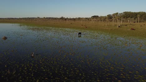 Aerial-drone-pov-of-black-cows-grazing-on-shore-of-Black-Lagoon-or-Laguna-Negra-in-Uruguay