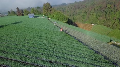 Interessante-Drohnenaufnahme-Von-Landwirten,-Die-Pestizide-Auf-Eine-Gemüseplantage-Mit-Frühlingszwiebeln-Am-Hang-Des-Berges-Sprühen
