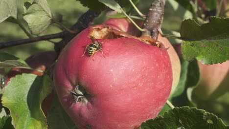 Macro-Of-Wasp-Eating-Apple-On-Tree