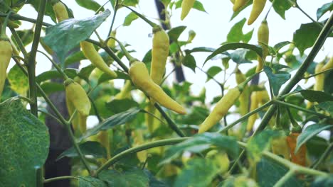 Close-up-shot-of-fresh-yellow-chili-growing-in-plantation-illuminated-by-the-morning-sun-1