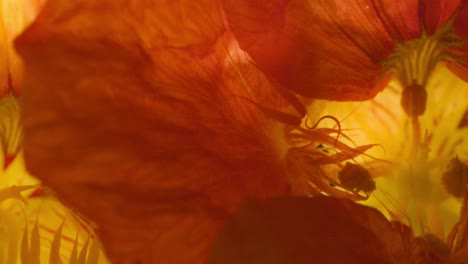 Extreme-Nahaufnahme-Von-Kapuzinerkresse-Blüten