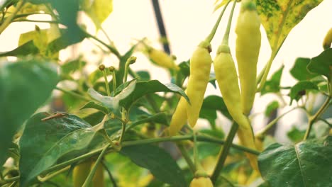Close-up-shot-of-fresh-yellow-chili-growing-in-plantation-illuminated-by-the-morning-sun