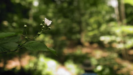 Summer-in-the-woods,-the-left-right-pan-shows-a-branch-with-green-leaves-and-a-small-white-flower-on-the-top