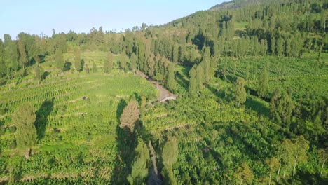 Fly-forward-drone-shot-over-TOBACCO-PLANTATION-on-the-slope-of-Mountain-during-blue-sky-and-sunlight-with-farmer-vehicle-cross-on-the-road-in-the-middle-of-it
