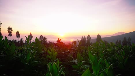 Tabakpflanzensilhouette-Vor-Goldenem-Wolkengebilde-Bei-Goldenem-Sonnenaufgang---Berggipfel-Im-Hintergrund-Früh-Morgens-1