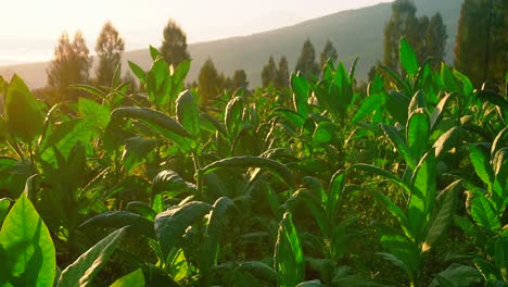 Nahaufnahme-Von-üppigen-Und-Frischen-Grünen-Blättern-Der-Tabakpflanze-Gegen-Goldenen-Sonnenaufgang-Am-Morgen