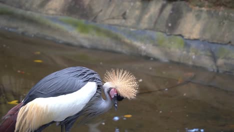 Grey-crowned-crane,-balearica-regulorum-spotted-at-riverside,-fluffing-up-its-feathers,-relaxing-in-the-afternoon-at-bird-sanctuary,-wildlife-park
