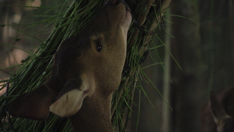 Close-up-of-female-deer-eating-from-rolled-plant-leaf-holder