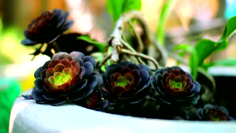 Exotic-black-flowers,-located-at-flower-pot-holder-and-under-sunshine