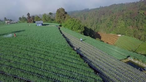 Orbit-Drohnenaufnahme-Von-Bauern,-Die-Pestizide-Auf-Eine-Frühlingszwiebel-Gemüseplantage-Am-Hang-Des-Berges-Sprühen
