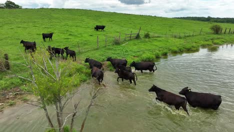 Cattle-in-pond-beside-pasture