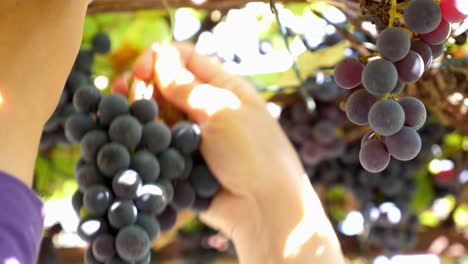 Hands-of-a-farmer-picking-a-bunch-of-grapes-in-a-vineyard-during-harvest-season,-merlot-variety-close-up