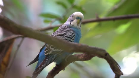 Curious-common-parakeet,-budgerigar,-melopsittacus-undulatus-perching-still-on-tree-branch-with-beautiful-green-foliage-background,-dreamy-bokeh-close-up-shot