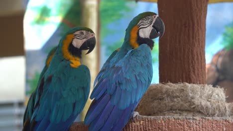 Vibrant-blue-and-yellow-macaw,-ara-ararauna-with-vivid-and-colourful-plumage,-perching-side-by-side,-falling-asleep-in-the-afternoon,-dozing-off-with-eyes-half-close,-wildlife-close-up-shot