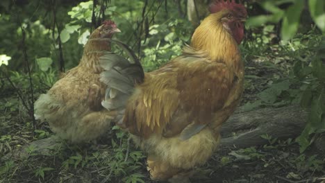 Wild-chickens-in-the-woods,-standing-in-the-shadow-protected-with-forest-plants