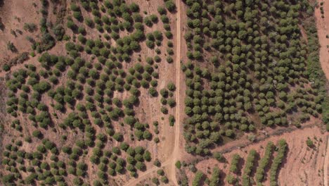 Top-View-Of-Narrow-Track-Along-Dense-Vegetation-In-Portugal