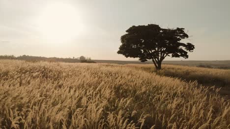 Filmische-Aufnahme-Einer-Weizenfeld-Prärie-Während-Der-Goldenen-Stunde-Ohne-Menschen,-Atemberaubender-Hintergrund
