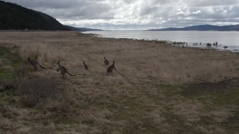 Lake-George---Watching-Kangaroos