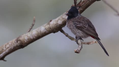 Bird-is-sitting-on-a-small-branch,-blurred-background-and-natural-environment