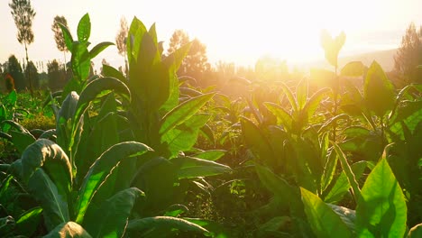 Close-up-shot-of-green-leaves-of-Tobacco-Plant-against-golden-sunrise-in-the-morning-3