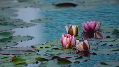 Water-lilies,-standing-at-peaceful-water-surface-with-plant-leafs