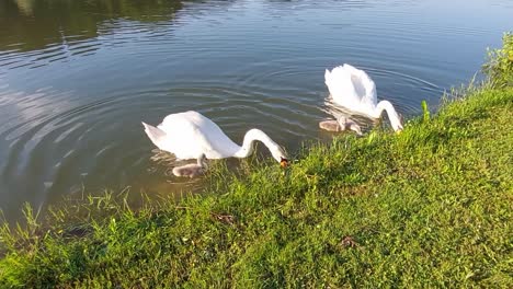 Swan-family-with-three-little-baby-swans-searching-for-food-at-green-pond-bank