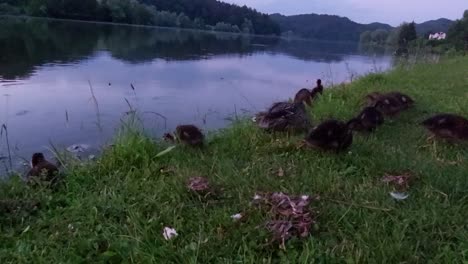 Duck-family-with-little-ducklings-searching-for-food-at-pond-bank