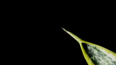 Pointed-Tip-Of-Snake-Plant-Leaf-In-Black-Background