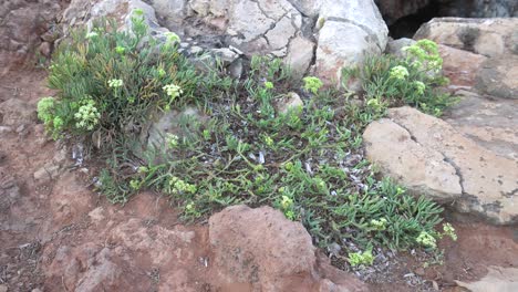Shoe-of-a-tourist-walking-on-a-Crithmum-maritimum-bush-growing-by-the-sea-on-rocky-ground