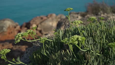 Meerfenchel---Crithmum-Maritimum-Küstenpflanze