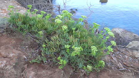 Rock-samphire,-sea-fennel-and-simply-samphire,-on-the-rocky-coast-of-the-Mediterranean-island-Menorca,-Spain