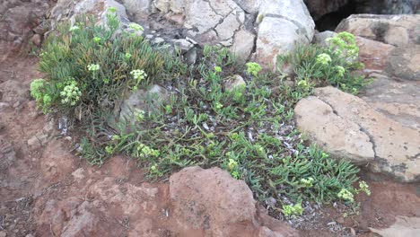 Shoe-of-a-walker-stamping-on-a-bush-of-sea-fennel-growing-by-the-sea-in-a-rocky-soil