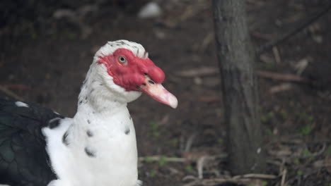 SLOW-MOTION-Red-Faced-Muscovy-Duck-Moving-Its-Head-Outdoors