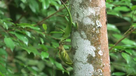 Two-green-chameleons-fighting-on-a-tree-trunk