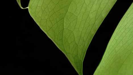 Margin-Of-Monstera-Green-Leaf-In-Black-Background