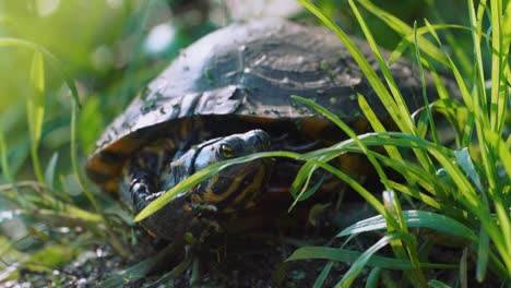 Happy-Yellow-bellied-slider-turtle-sunbathing-and-stretching-in-the-tall-grass