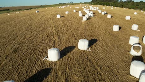 Aerial-view-of-a-rural-field-with-rolls-of-white-hay-wrapped-in-a-package