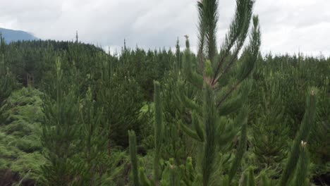 Pruned-pine-trees-in-reforestation-area,-New-Zealand-forestry-management,-aerial-rising