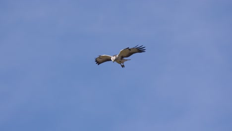 A-buzzard-expertly-hovering-in-the-sky-while-watching-its-prey