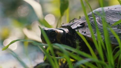 Close-up-of-a-Yellow-bellied-slider-turtle-in-between-tall-grass