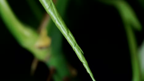Detail-View-Of-Close-Sprout-Of-Monstera-Plant