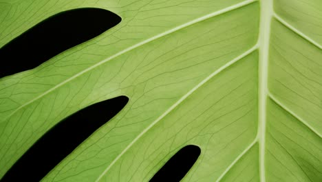 Monstera-Green-Leaf-Against-Black-Background