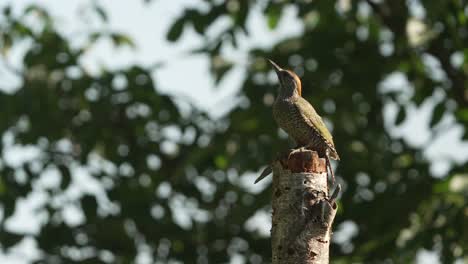 A-female-woodpecker-calmly-perched-on-a-pole-studying-the-environment