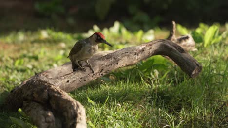 A-male-woodpecker-hopping-around-on-a-fallen-branch-looking-for-food