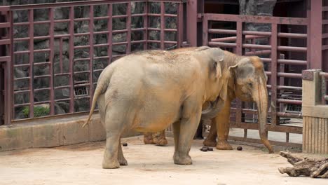 Pair-Of-Endangered-Asian-Elephants-Standing-Inside-Their-Open-Enclosure-At-Seoul-Grand-Park-Zoo-In-South-Korea