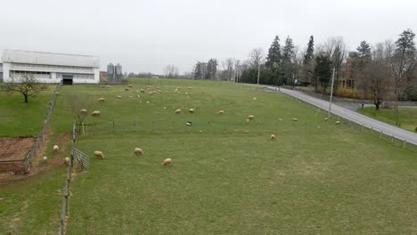 A-herd-of-sheep-on-a-farm-in-Pennsylvania-eating-away-on-a-gloomy-morning