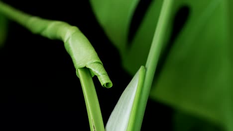 Close-Up-View-Of-Sprouting-Monstera-Leaf